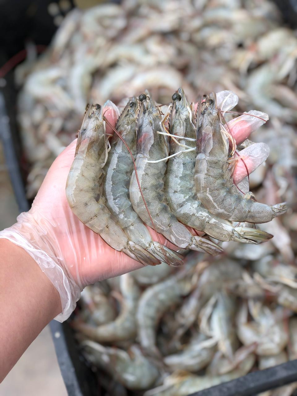 Camarão inteiro 30g (1kg) 