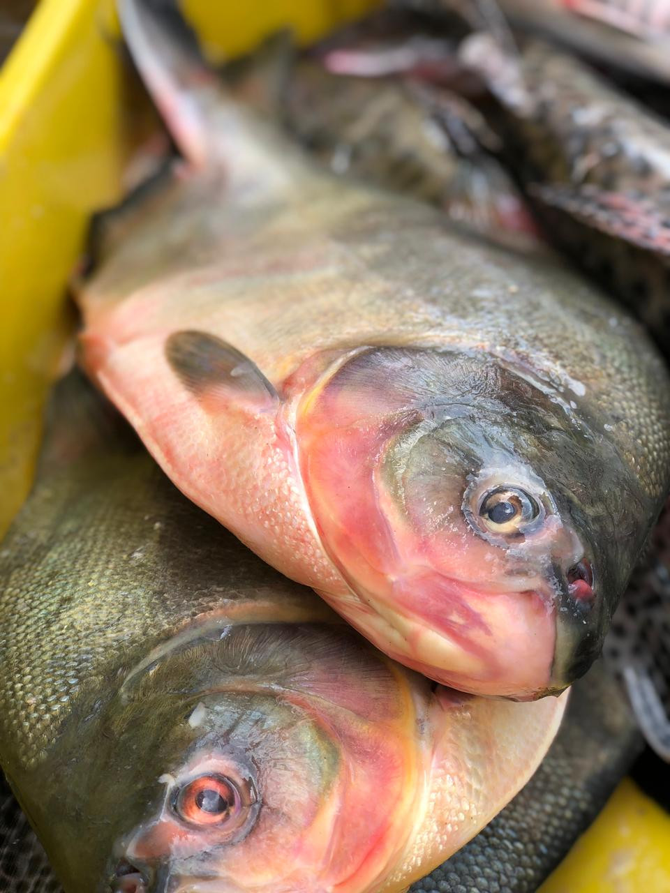 Tambaqui (1kg)
