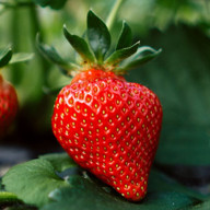 Morango