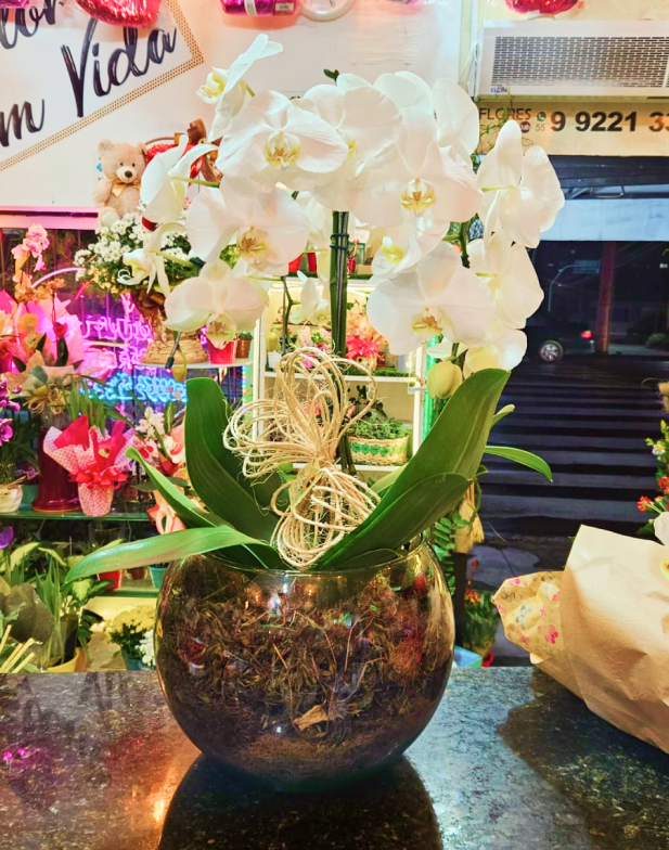  Orquídea Especial no vidro  (consultar se disponível)