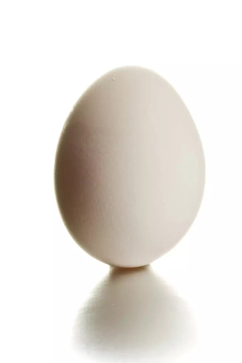 Ovo branco Unidade