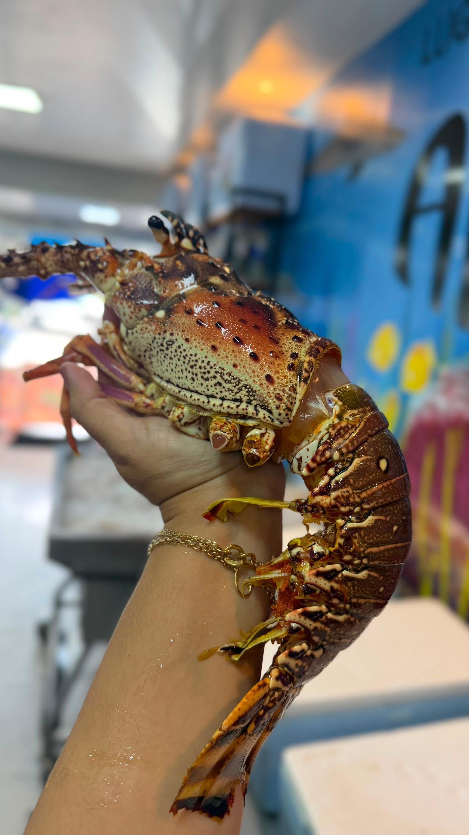 Lagosta inteira grande(1kg)