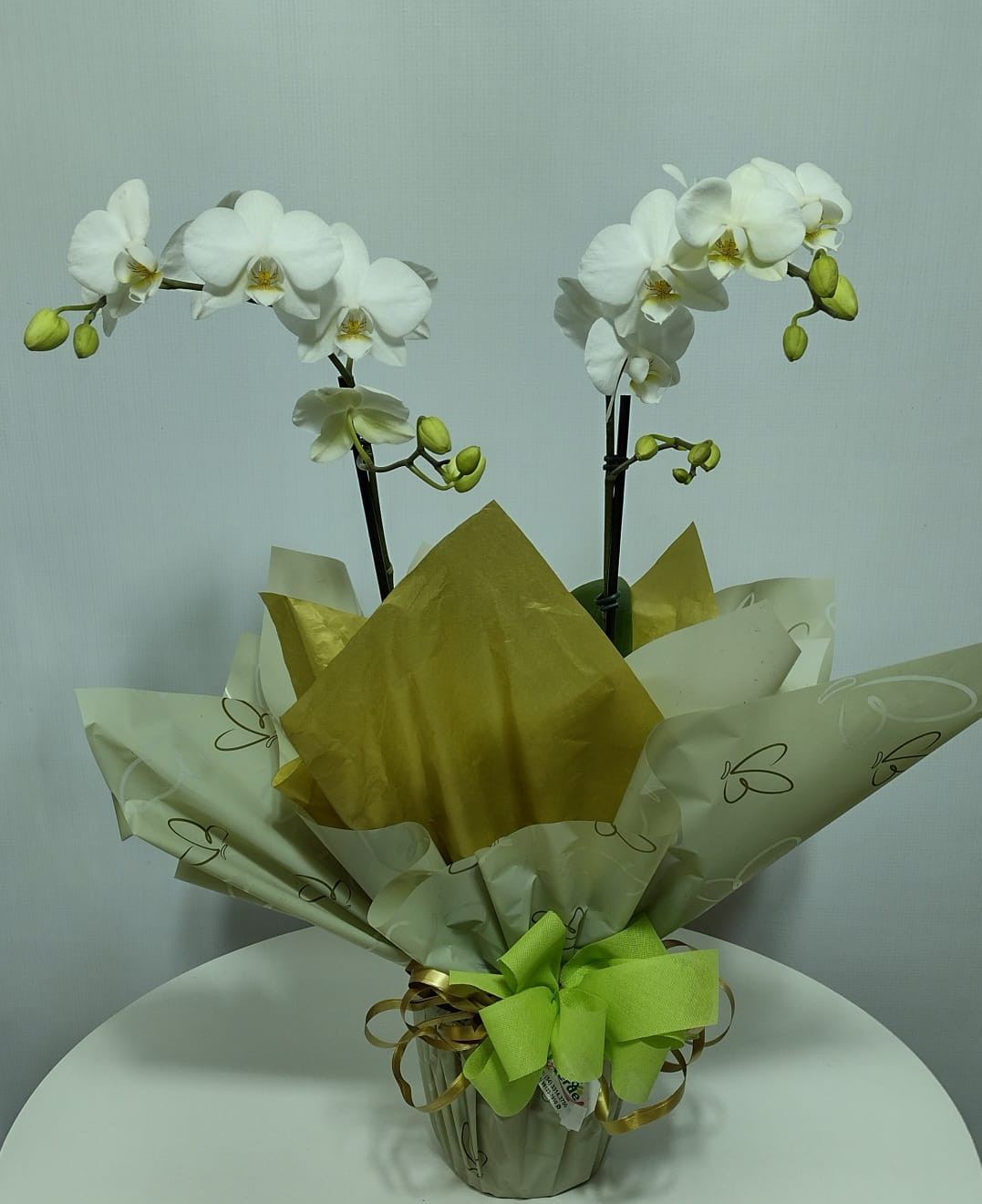 ORQUIDEA POTE 12