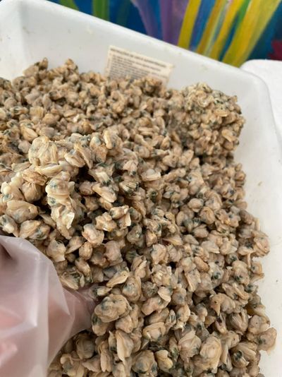 Sarnambi (1kg)