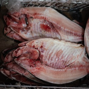 TAMBAQUI EVISCERADO IQF CONG - 12 KG*