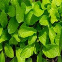 CARURU