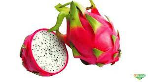 Pitaya Kg