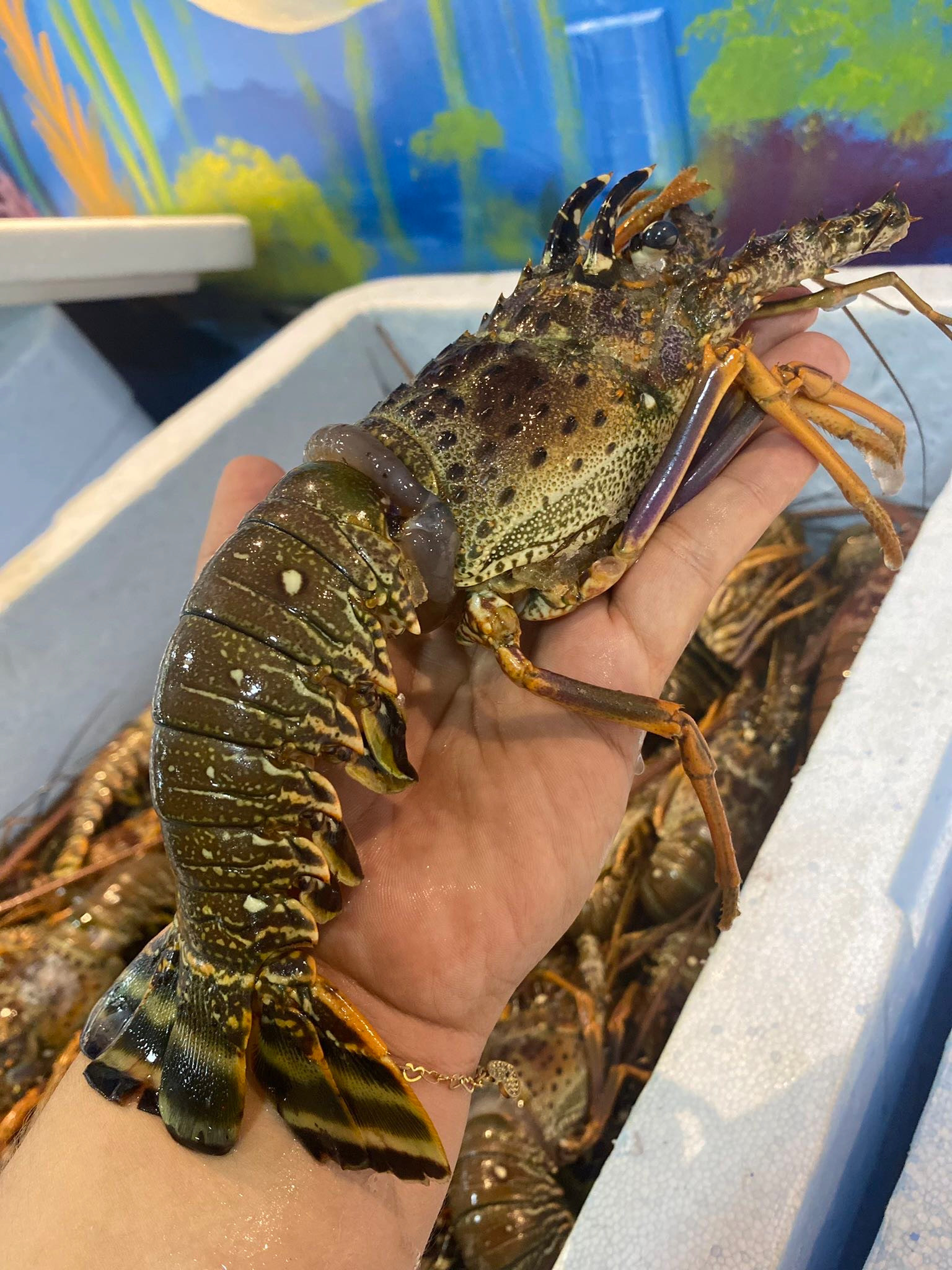 Lagosta inteira (1kg)