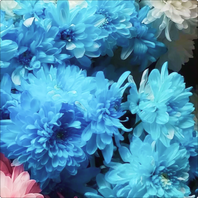 Crisântemo Azul em galho sem decorar (consultar disponibilidade)