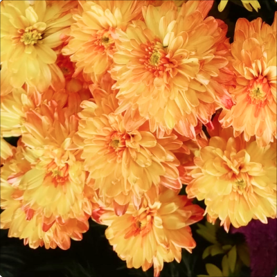 Crisântemo Laranja em galho sem decorar (consultar disponibilidade)