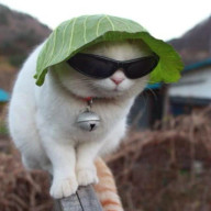 CAT ALFACE