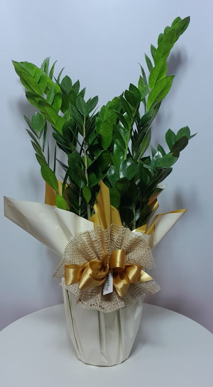 ZAMIOCULCAS