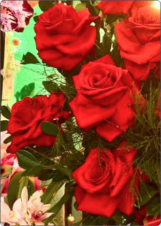 Rosa Importada Vermelha em galho sem decorar