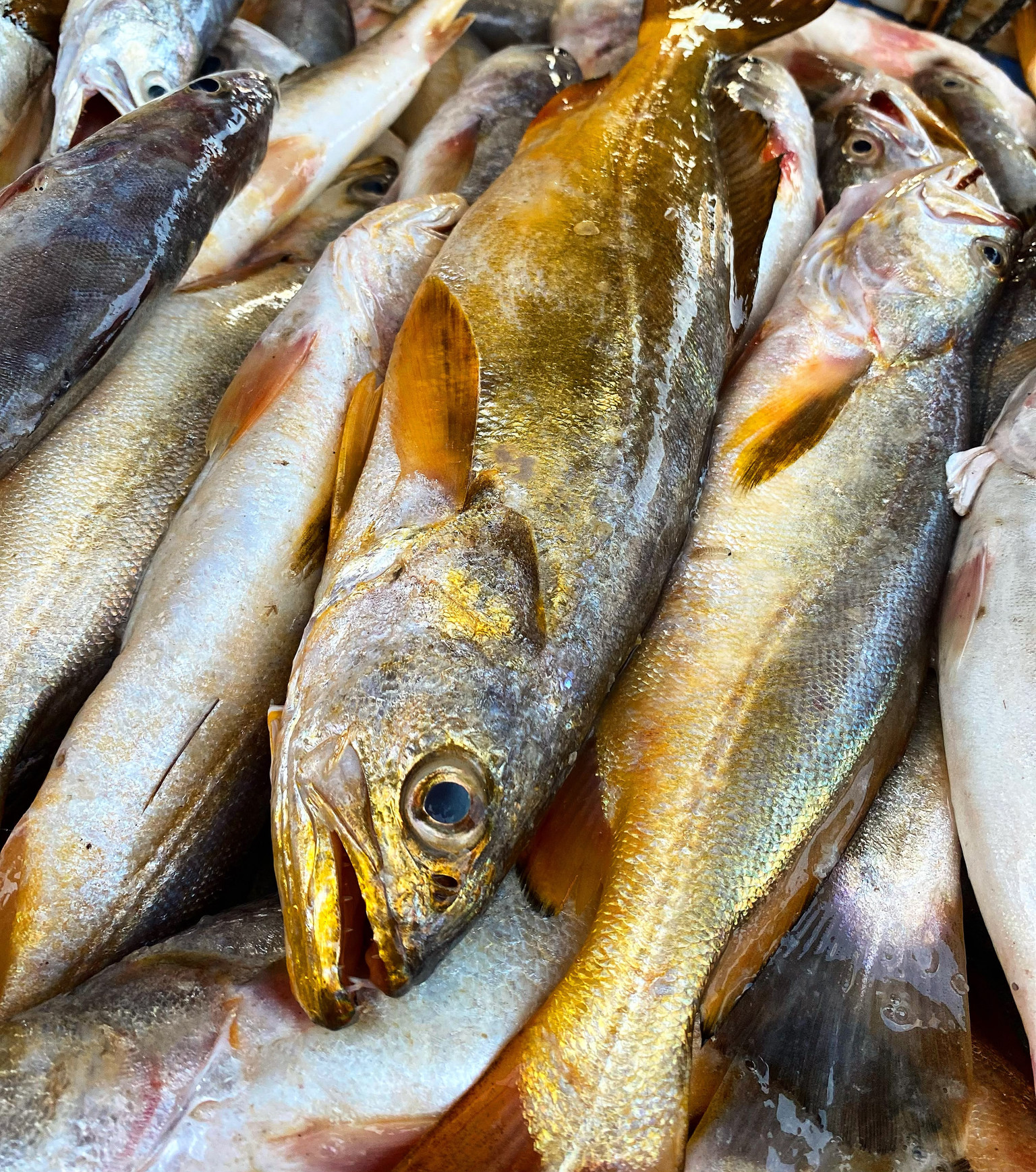 Pescadinha (1kg)