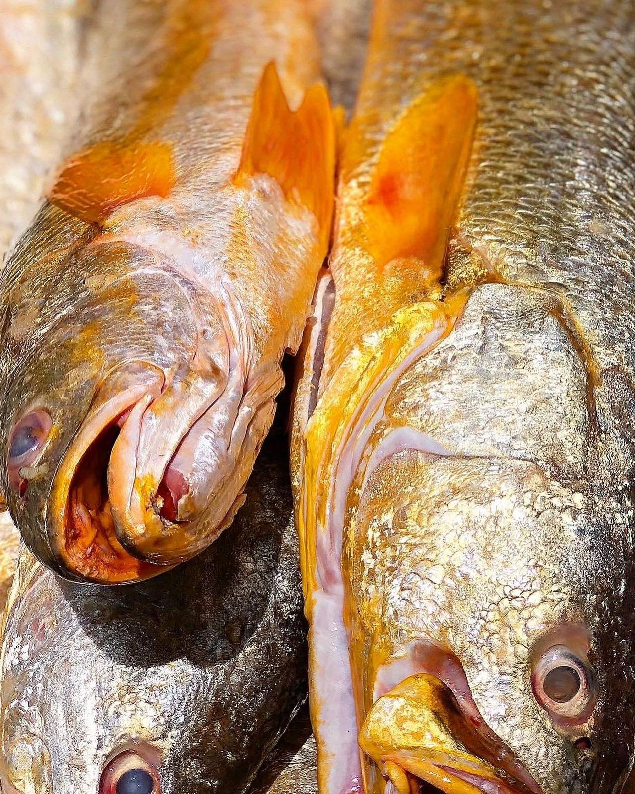 Pescada amarela (1kg)