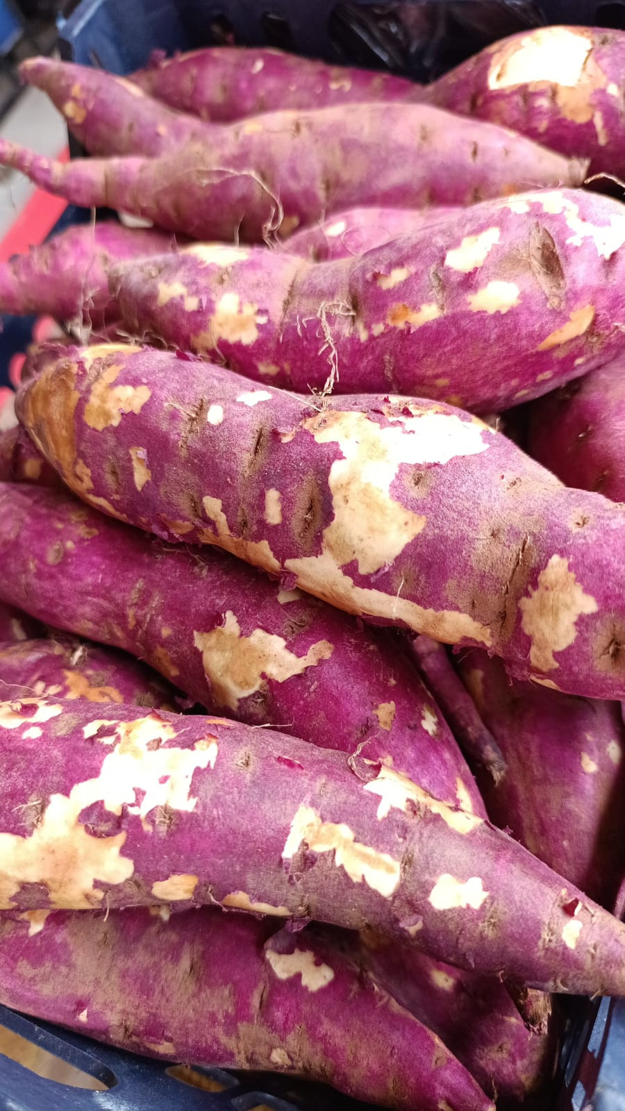 BATATA DOCE KG