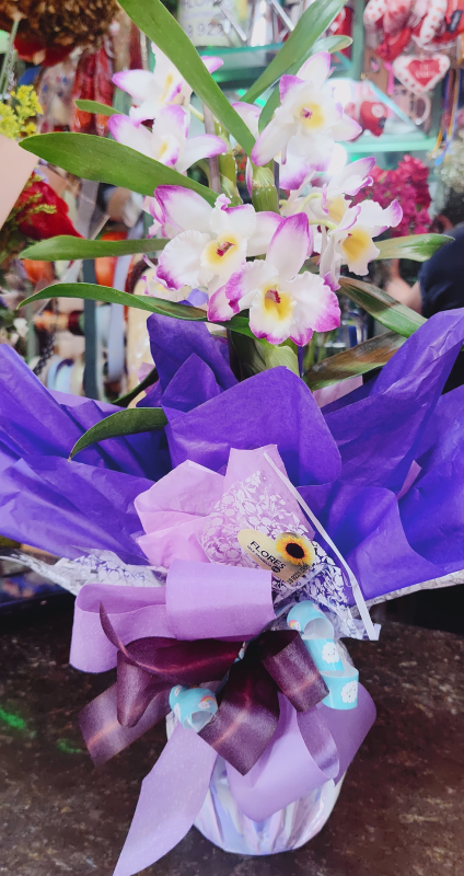 Orquídea Dendobrium em vaso (consultar se disponível)