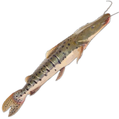 PEIXE CACHARA INTEIRO KG