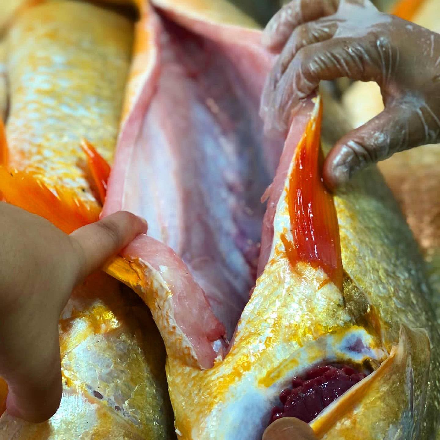 Pescada amarela (1kg).