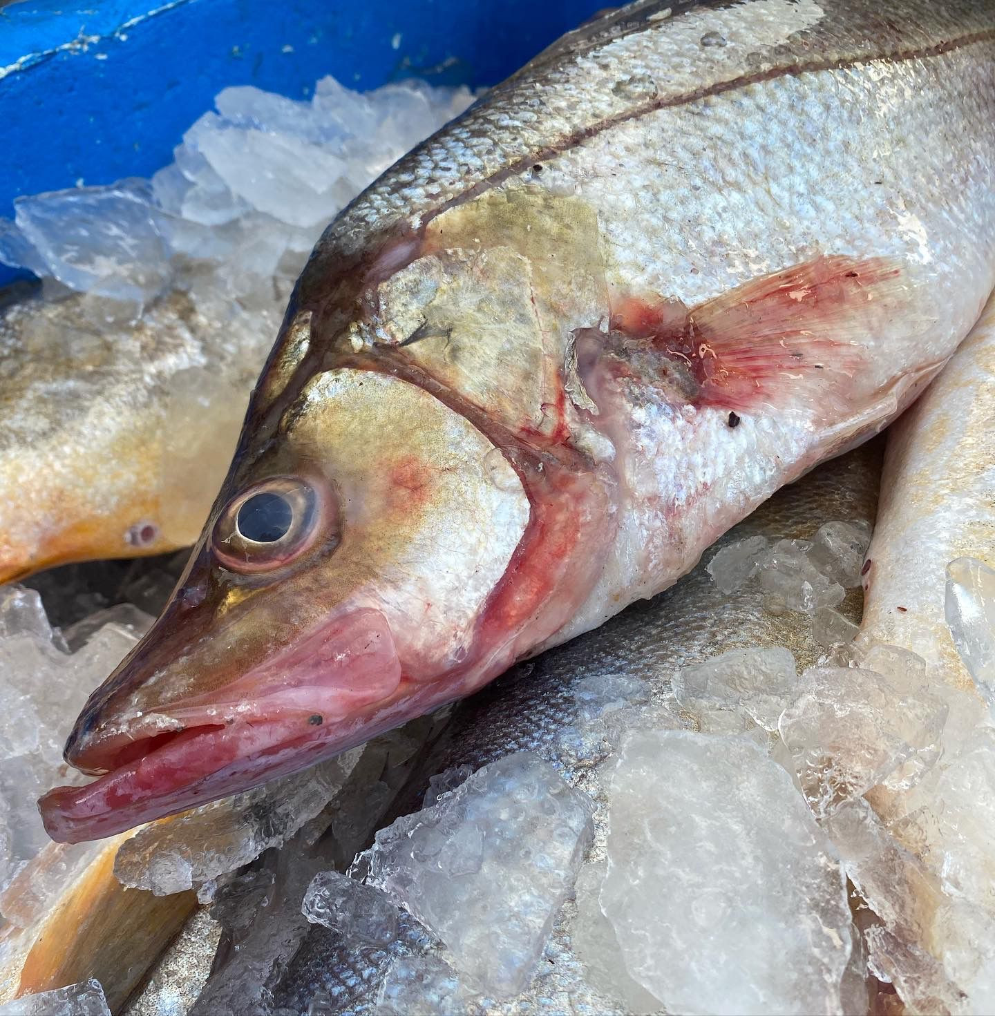 Robalo médio (1kg)