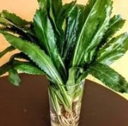 CHICORIA 150G