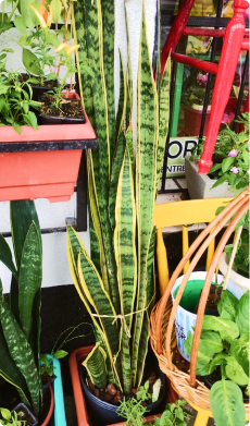 Espada São Jorge em vaso grande (Consultar disponibilidade)