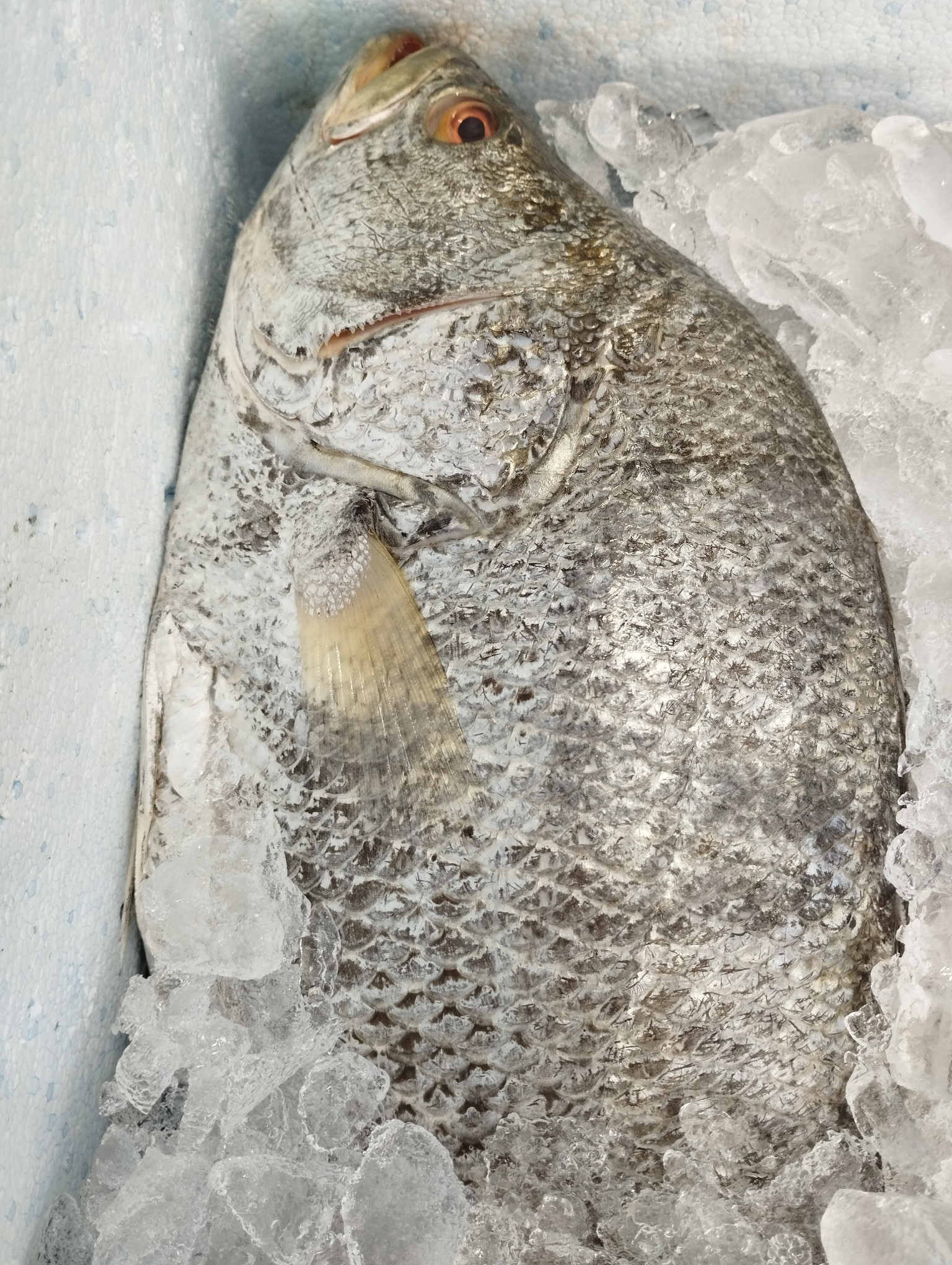 Caruaçu (1kg)