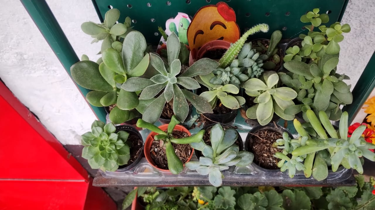 Mini suculentas (Consultar disponibilidade)