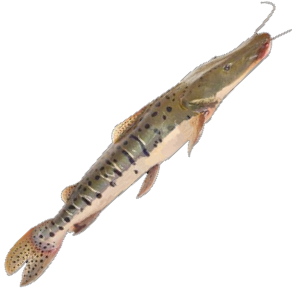 PEIXE CACHARA INTEIRO KG