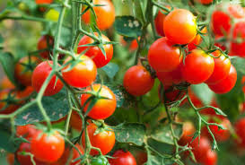 AD TOMATE CEREJA