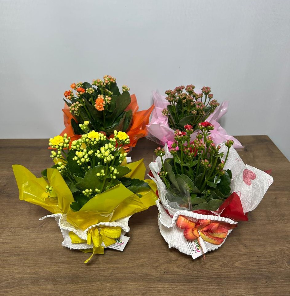 KALANCHOE PT 11