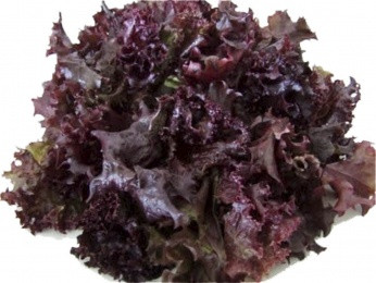 ALFACE ROXO 