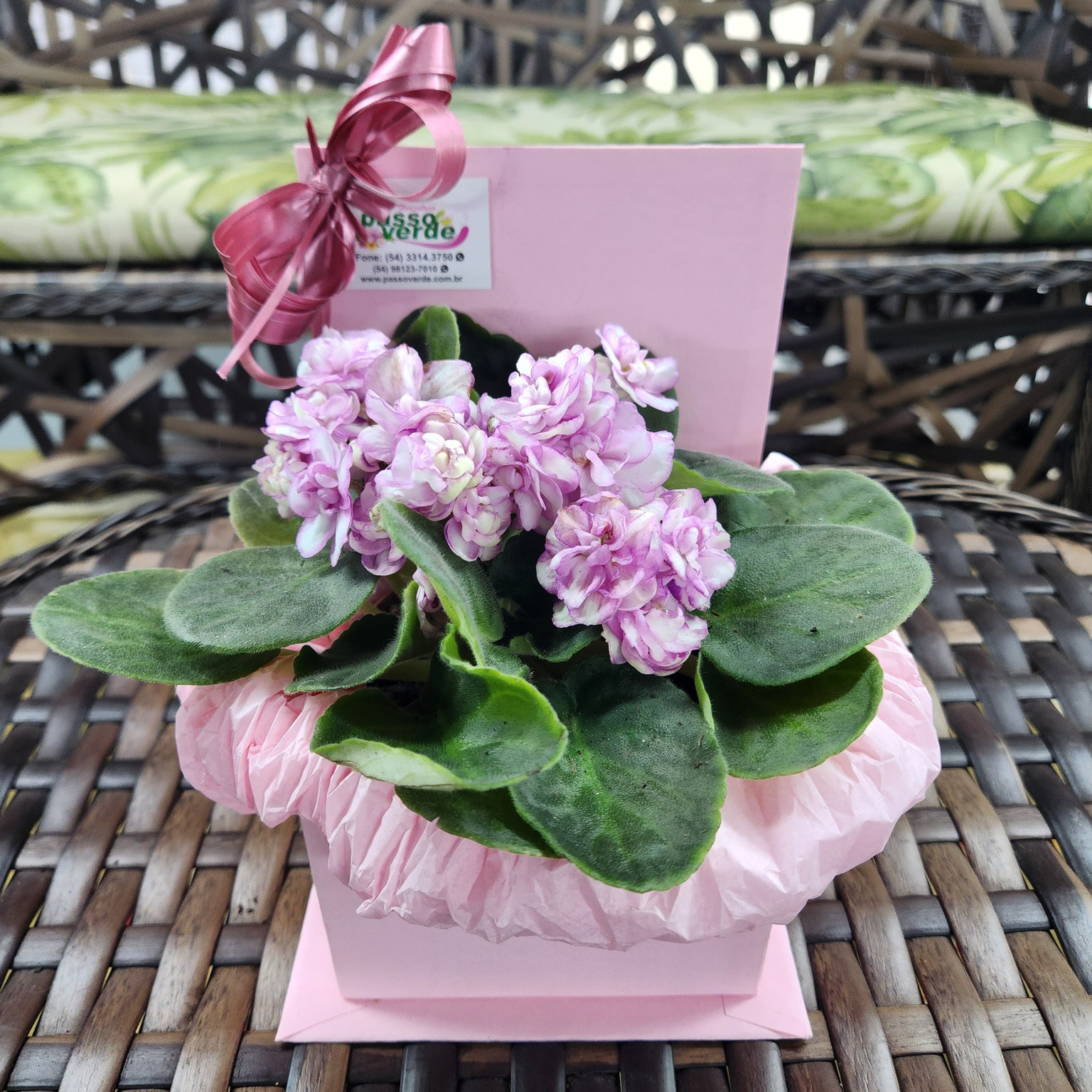VIOLETA ROSA NA CAIXA CRAFT