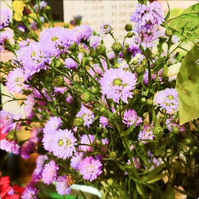 Aster Lilás/Roxa em galho sem decorar (Consultar disponibilidade)