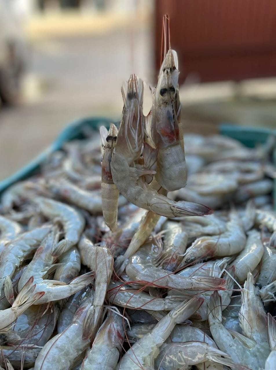 Camarão inteiro 10g (1kg)