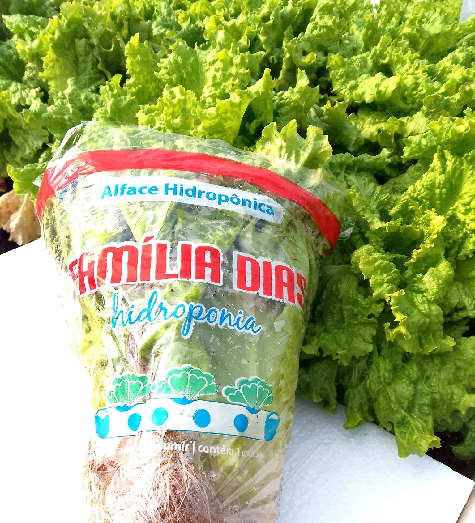 ALFACE CRESPA HIDRO (CAIXA)