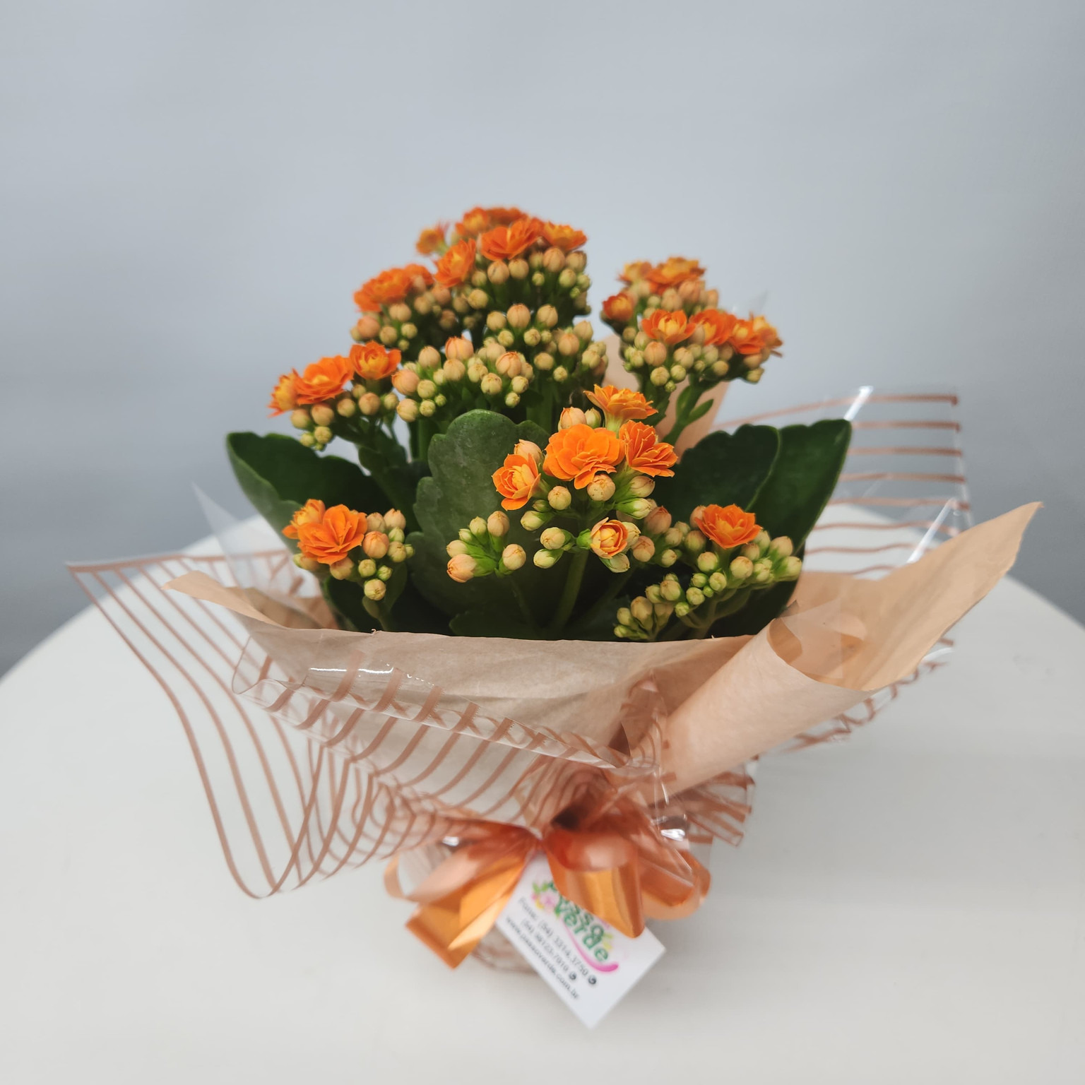 KALANCHOE LARANJA PT 11