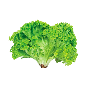 ALFACE CRESPA