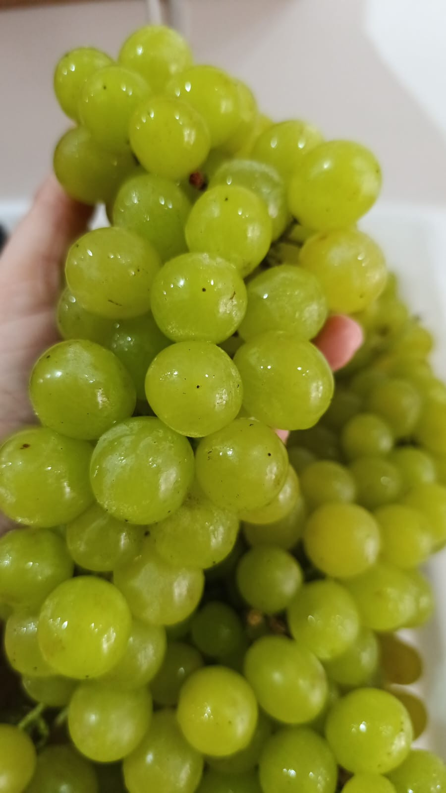 UVA VERDE ITALIA KG