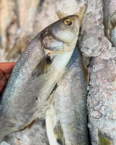  Anchova média (1kg)