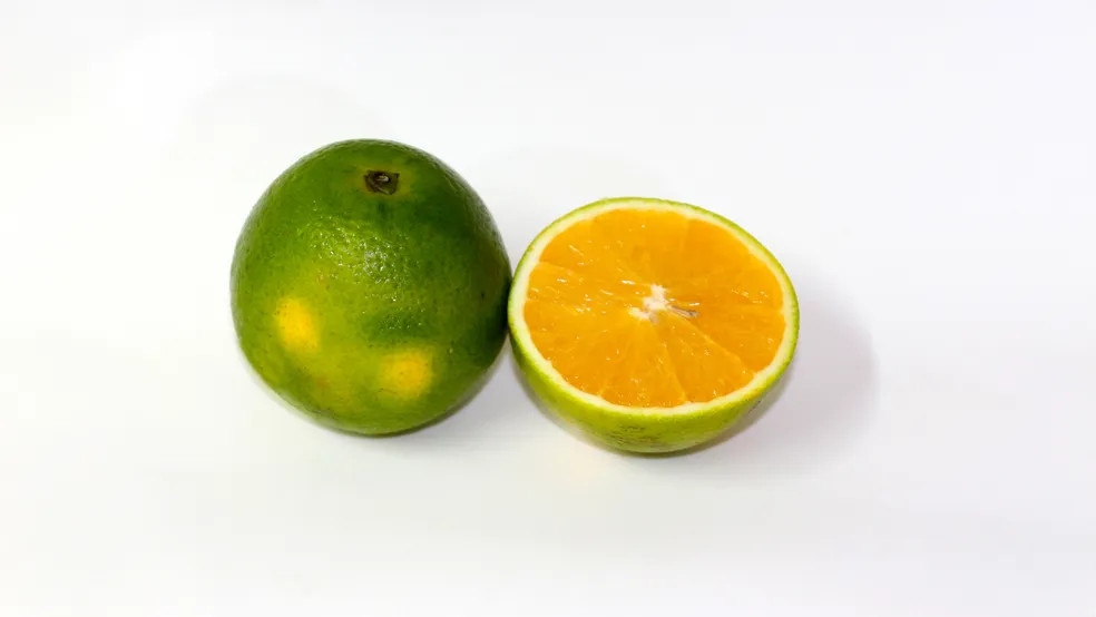 LARANJA KG