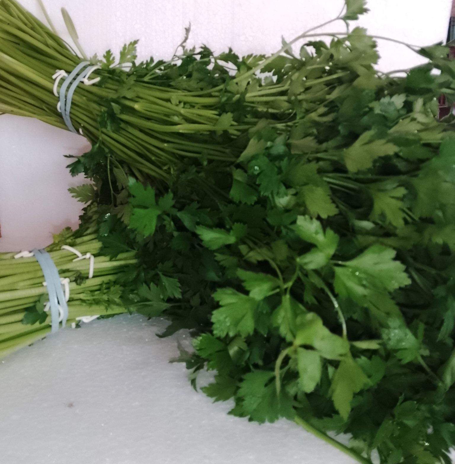 SALSA (DÚZIA)