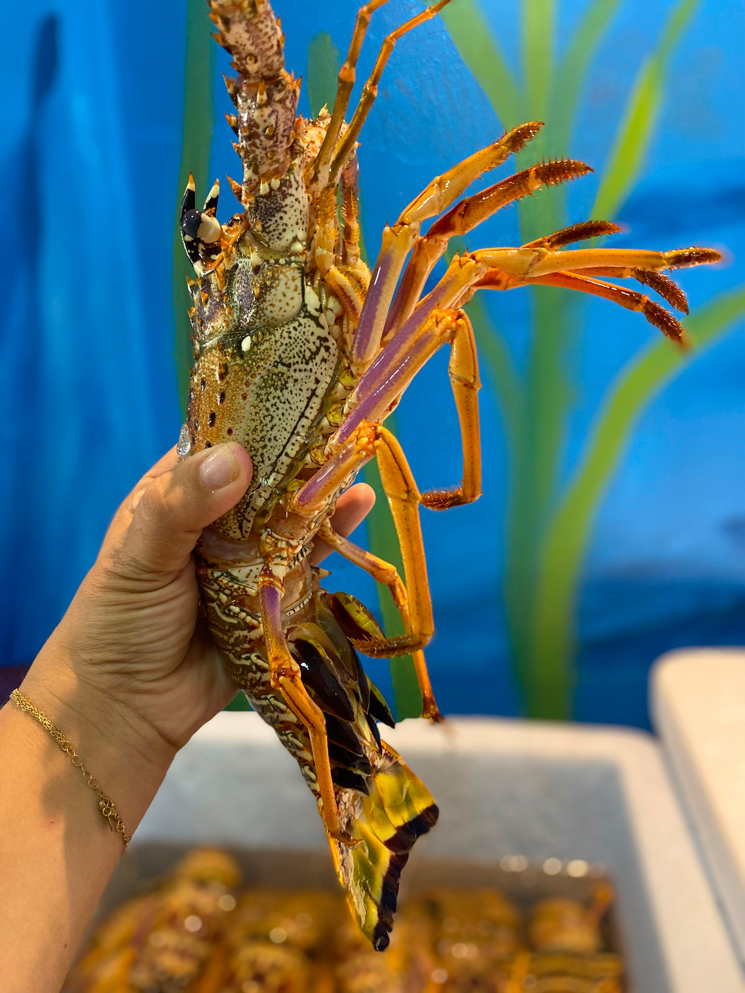 Lagosta inteira Media(1kg).