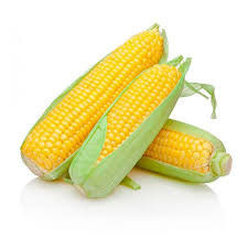 MILHO VERDE ESPIGA 