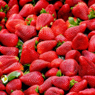 MORANGO