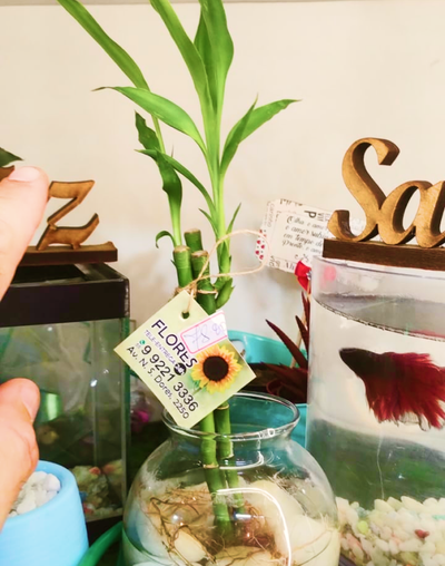 Bambu da sorte no vidro (Consultar disponibilidade)