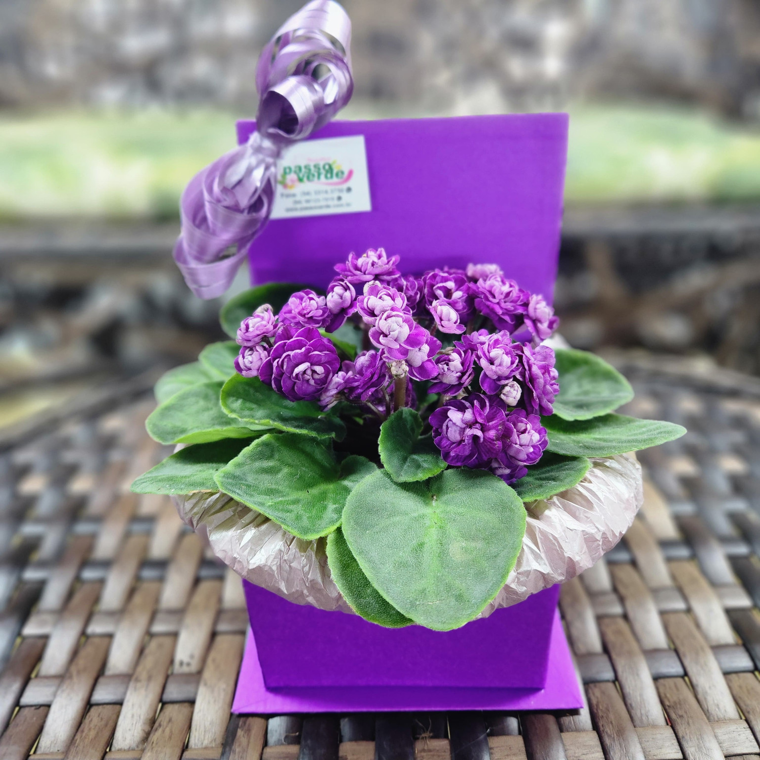 VIOLETA ROXA NA CAIXA CRAFT