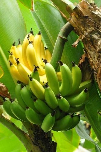 BANANA PACOVAN UND