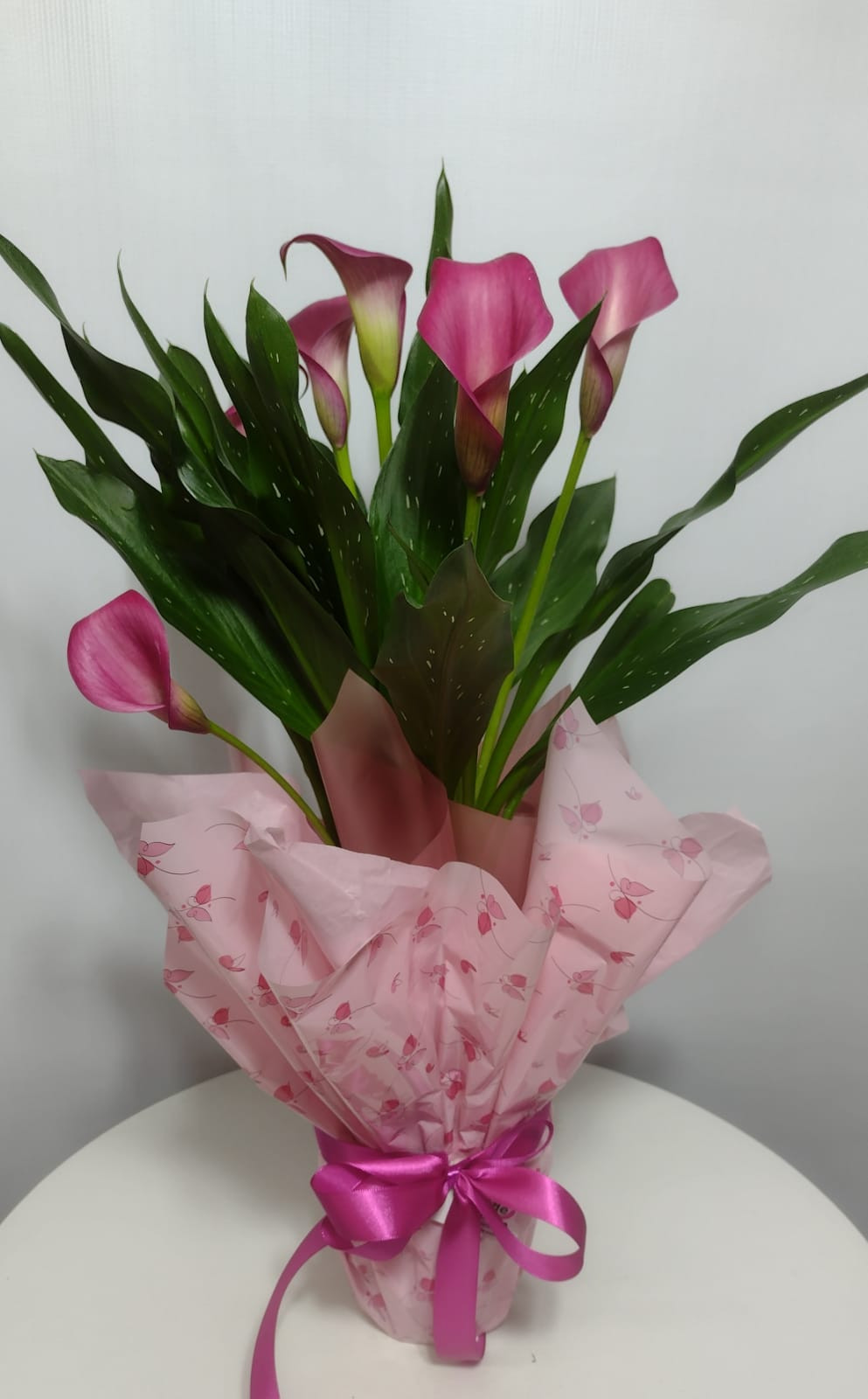 CALLA