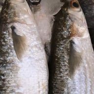 Tainha pitiua (1kg)